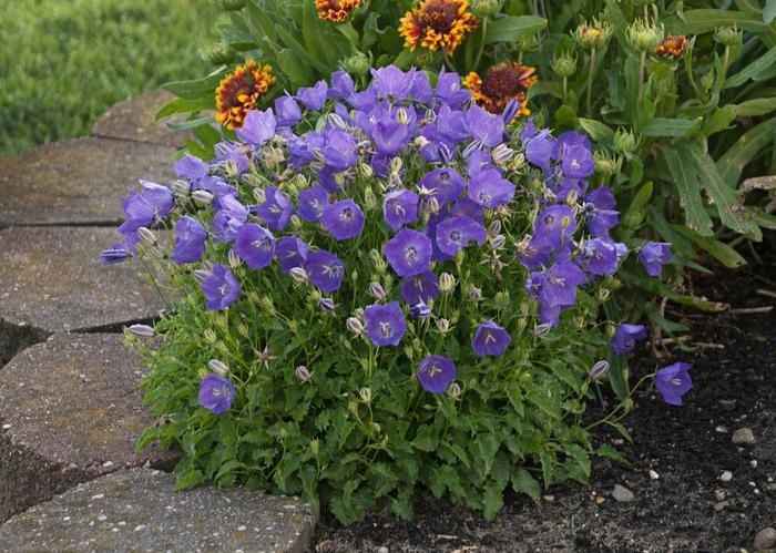 Carpathian Bellflower Pearl Deep Blue