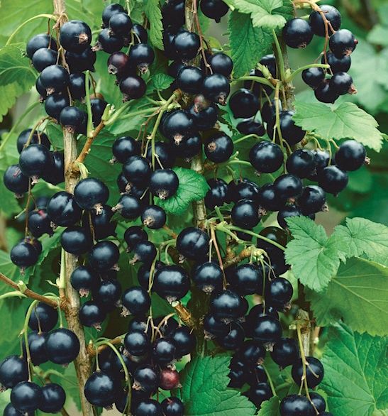 Consort Black Currant