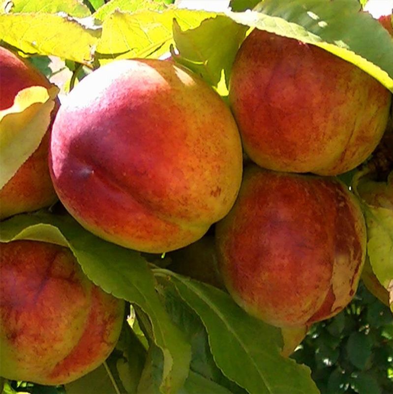 Fantasia Nectarine Tree
