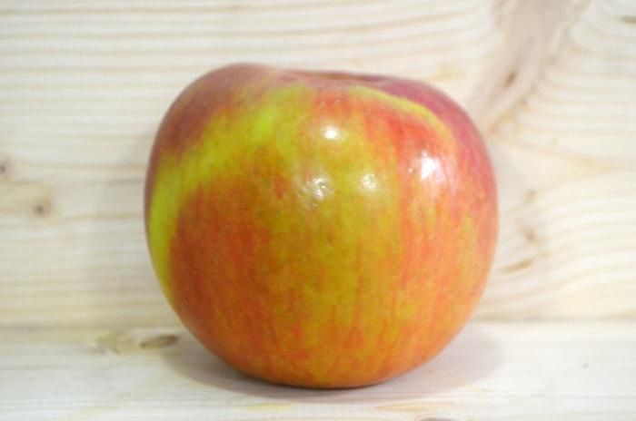 Fuji Apple Tree
