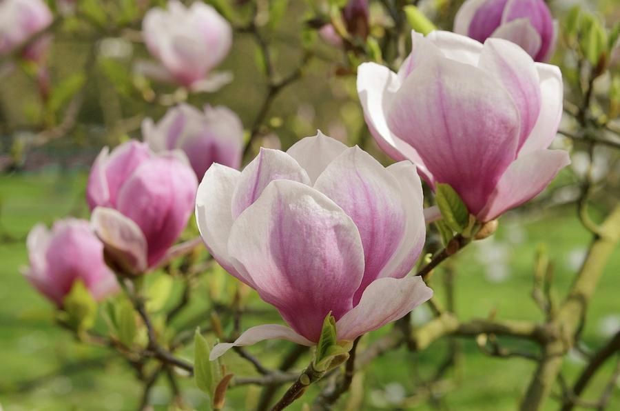 Jane Saucer Magnolia