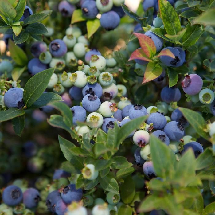 Jelly Bean™ Blueberry