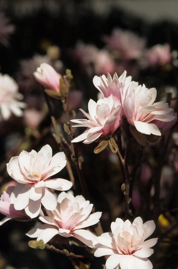 Leonard Messel Magnolia