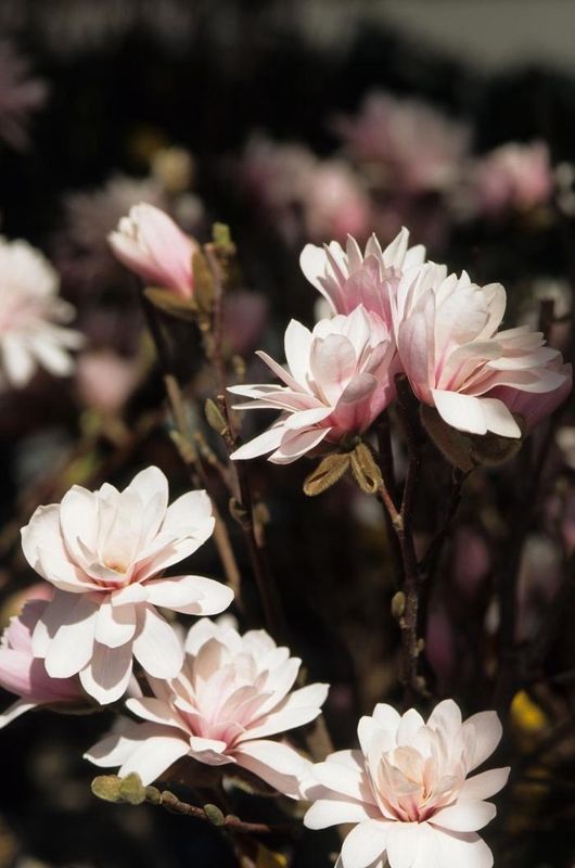 Leonard Messel Magnolia