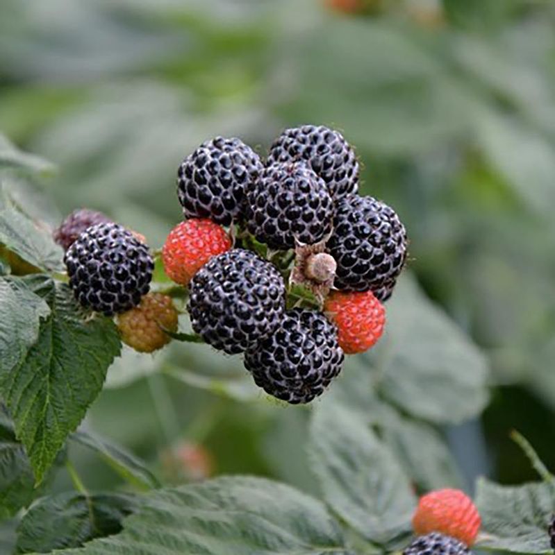 Munger Black Raspberry