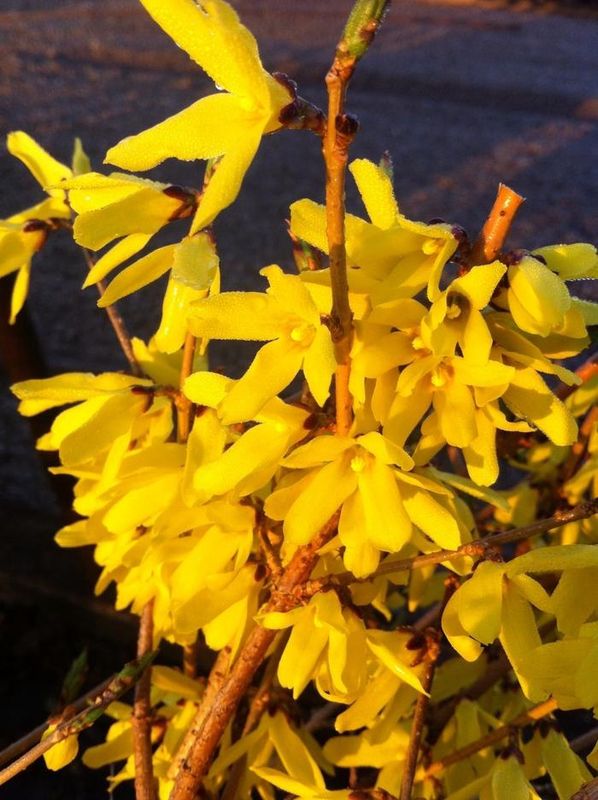 Northern Gold Forsythia