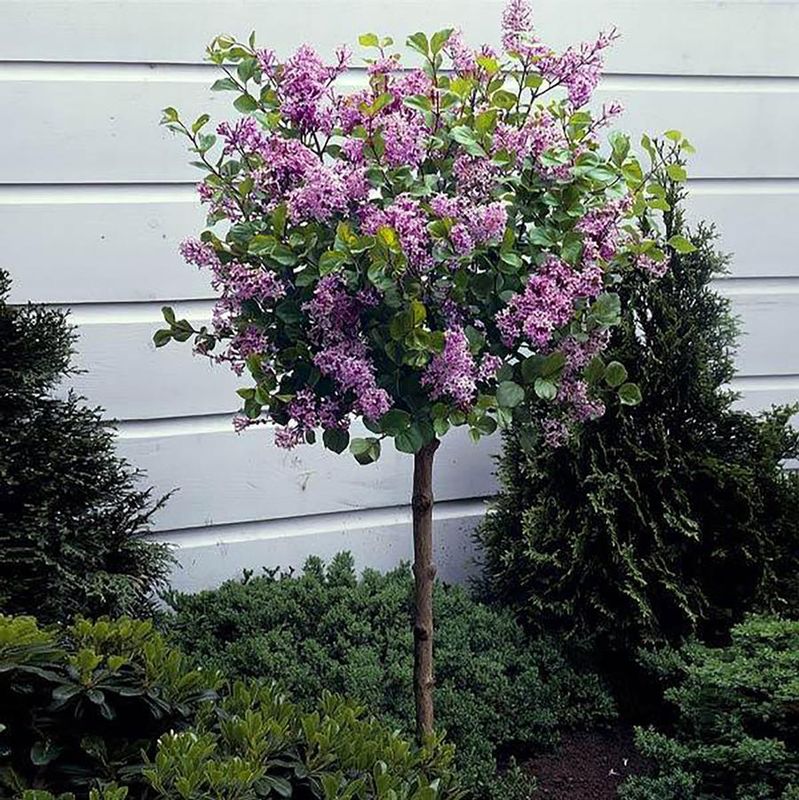 Bloomerang® Dark Purple Reblooming Lilac std