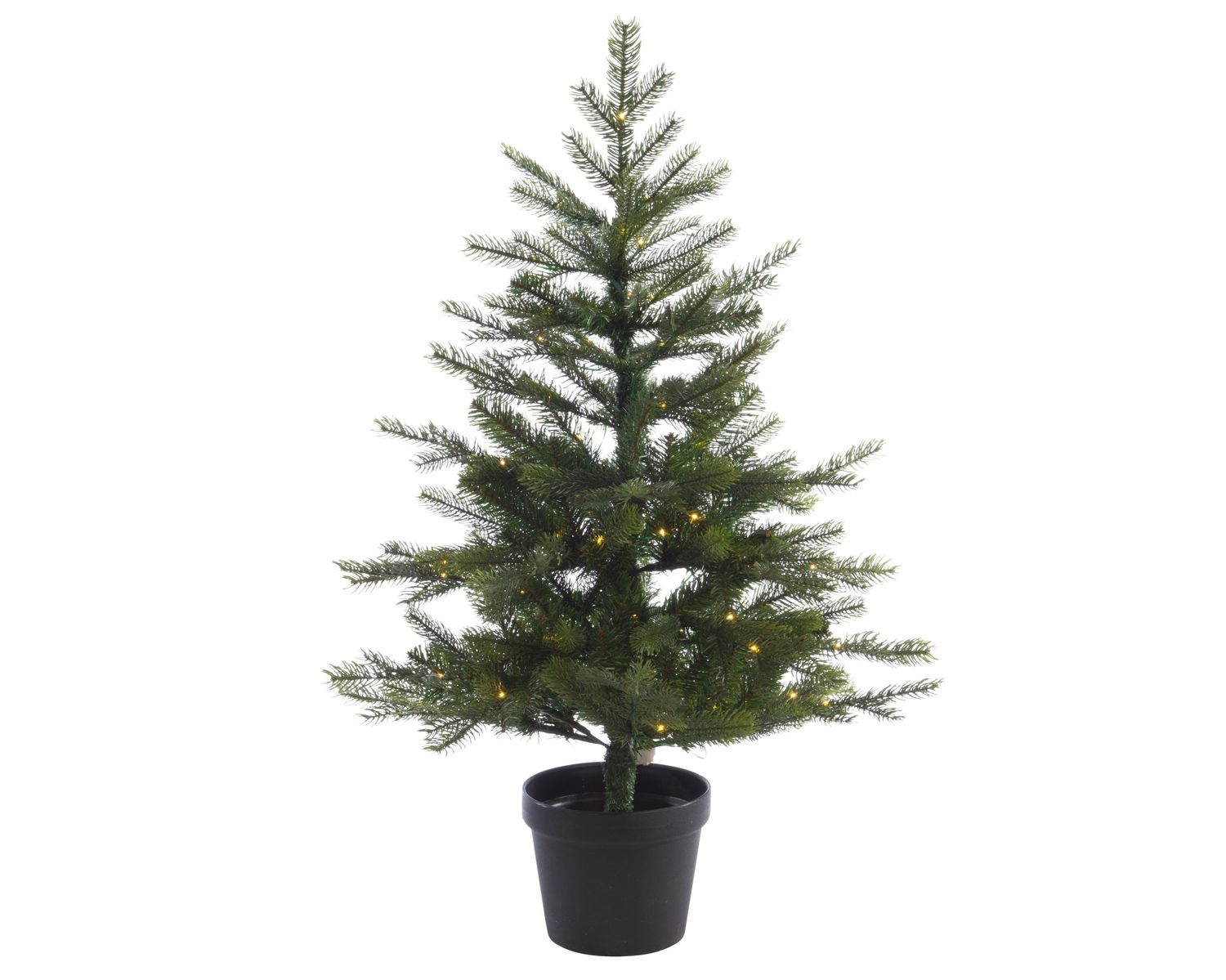 Grandis Fir Potted Tree 4'