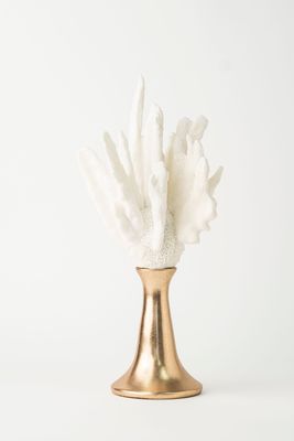 Antler Coral Collection Tall
