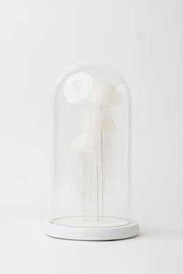 Nightlight Jellyfish A