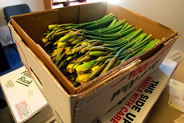Daffodils Box (50 Bunches)