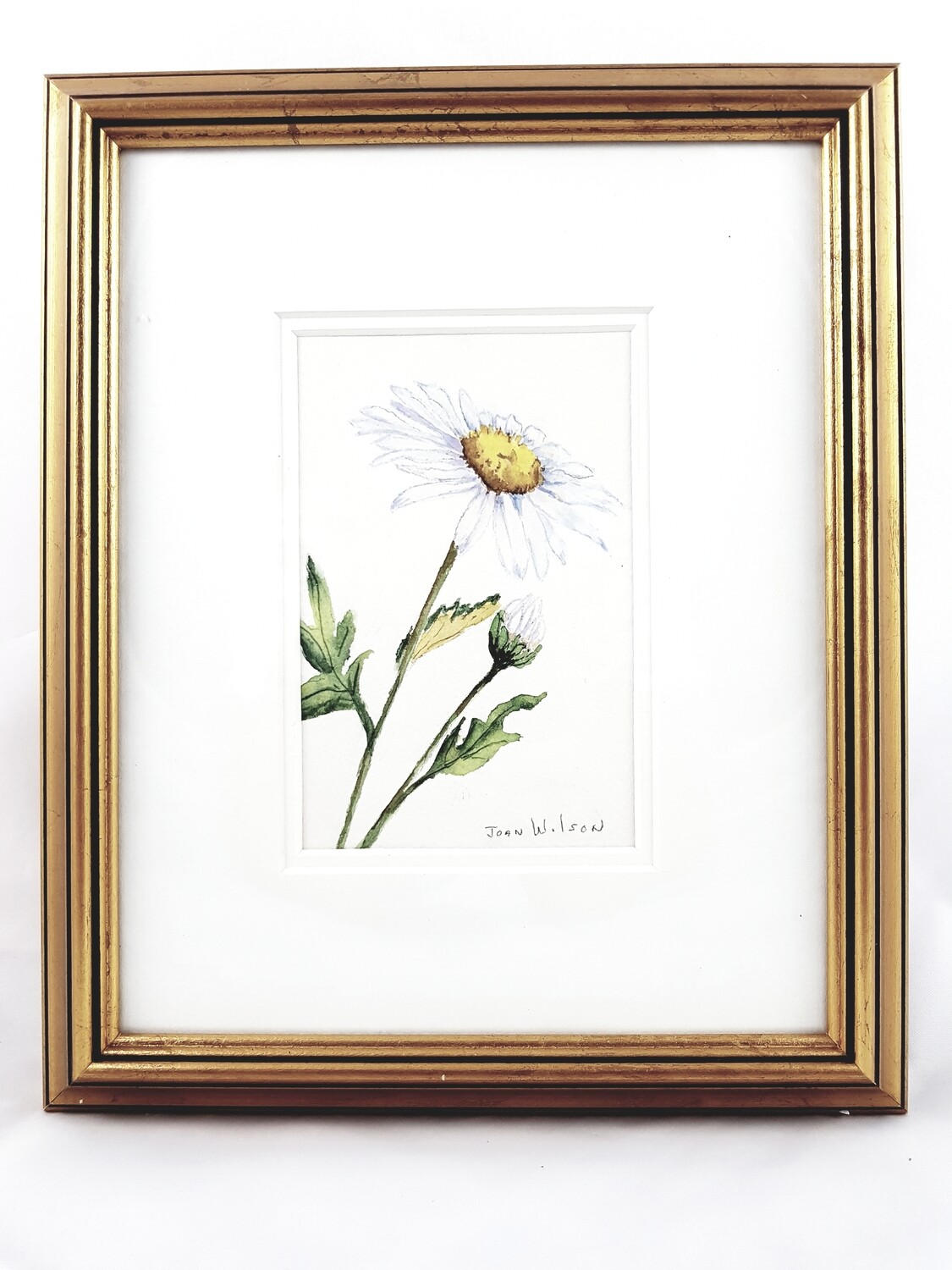 Wild Daisy: Nova Scotia Wild Flower Collection (sold individually)