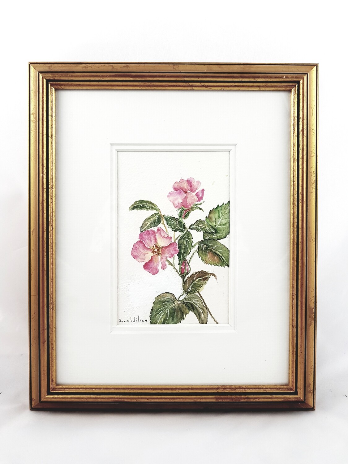 Rose: Nova Scotia Wild Flower Collection (sold individually)