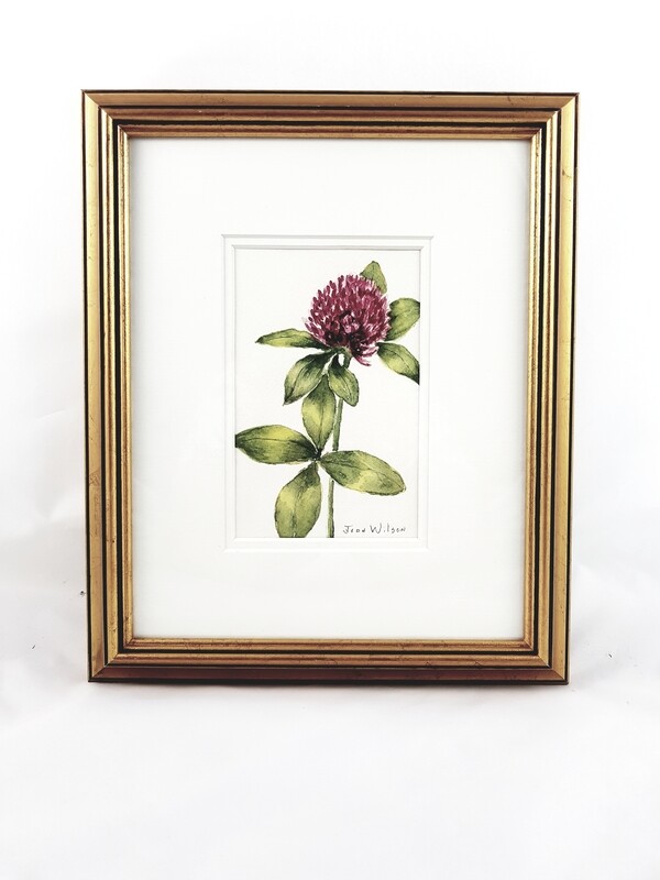 Clover: Nova Scotia Wild Flower Collection (sold individually)