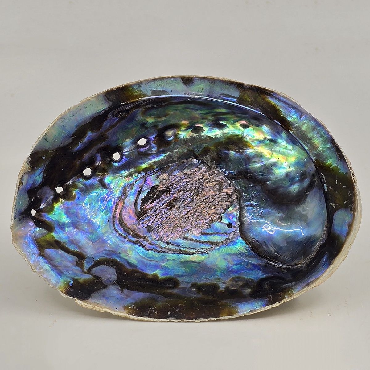 Abalone Shell