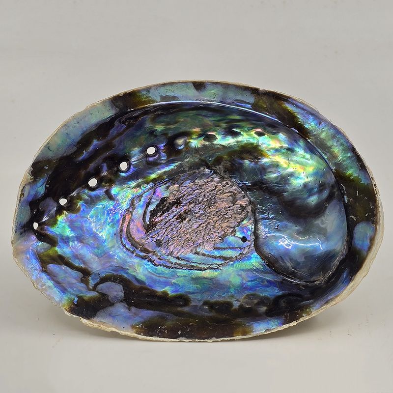 Abalone Shell
