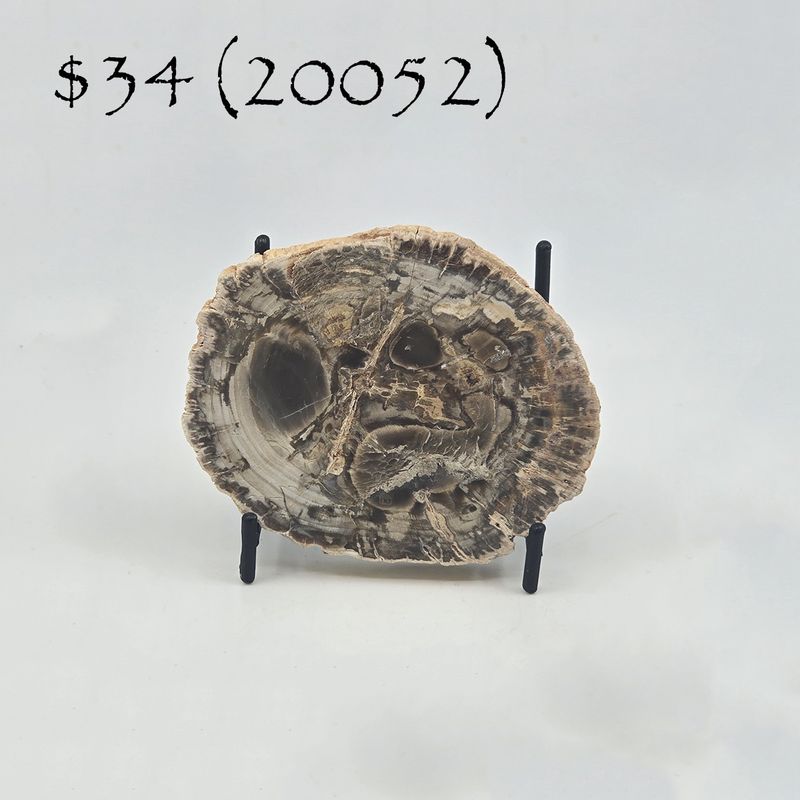 Petrified Wood, Slab (20052)