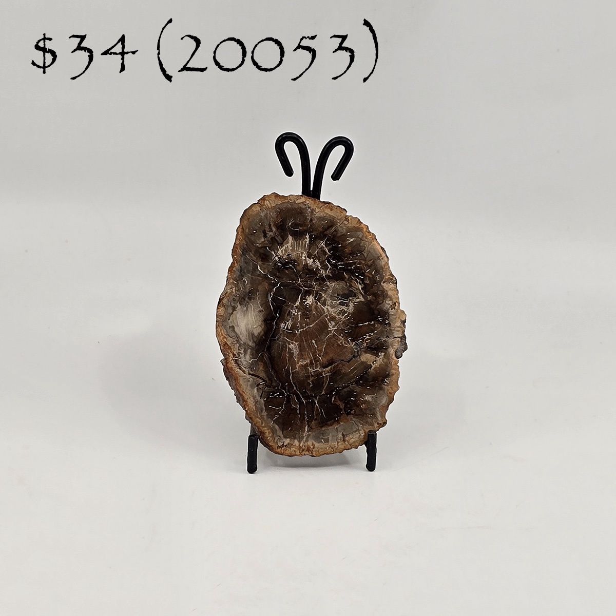 Petrified Wood, Slab (20053)