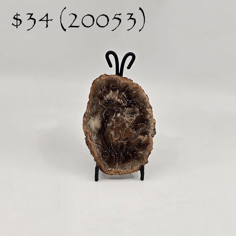 Petrified Wood, Slab (20053)