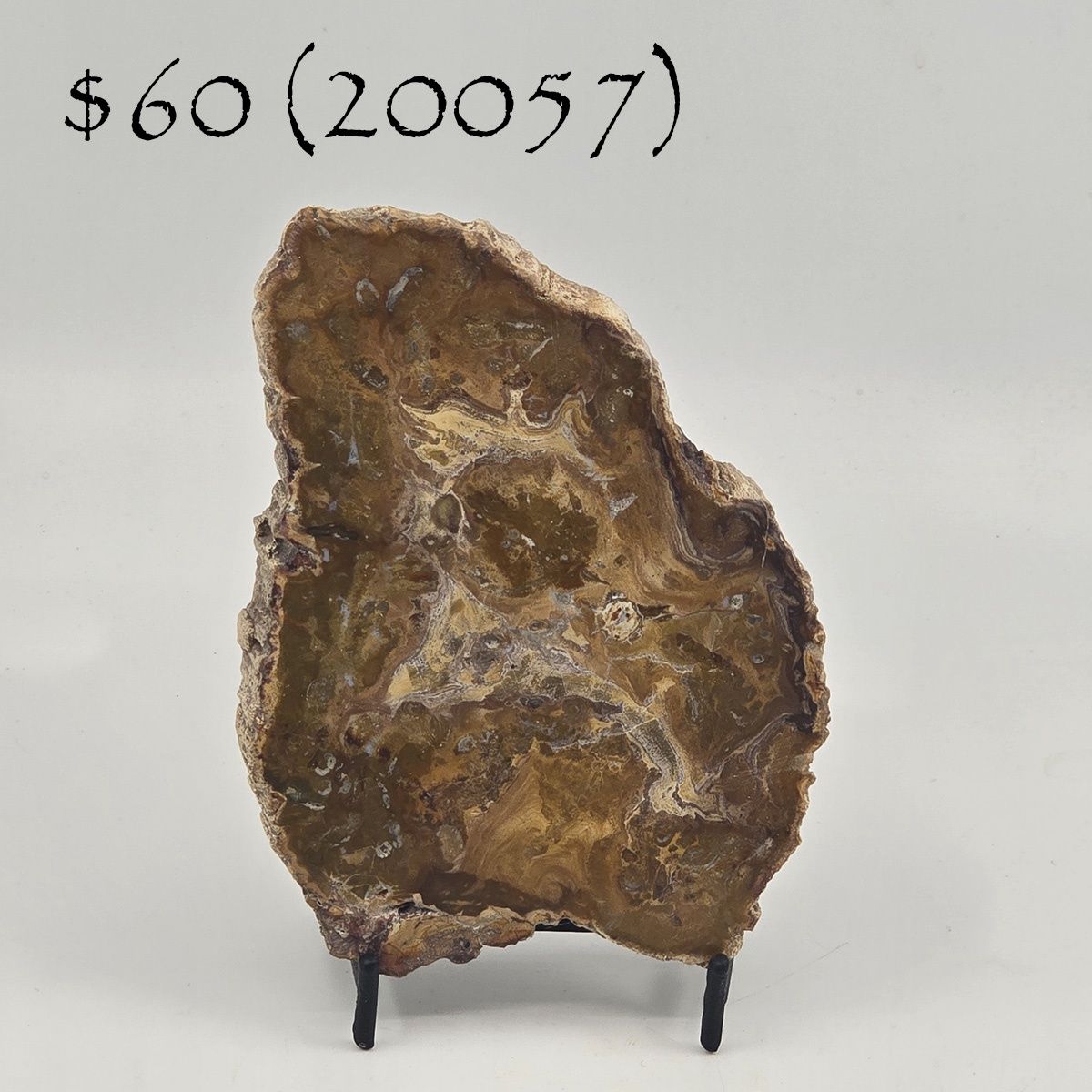 Petrified Wood, Slab (20057)