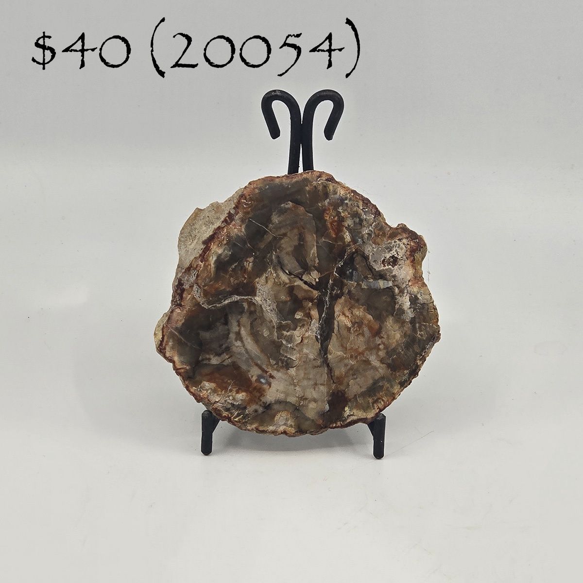 Petrified Wood, Slab (20054)