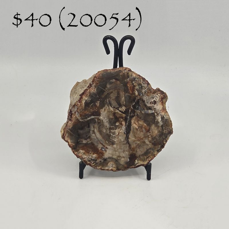 Petrified Wood, Slab (20054)