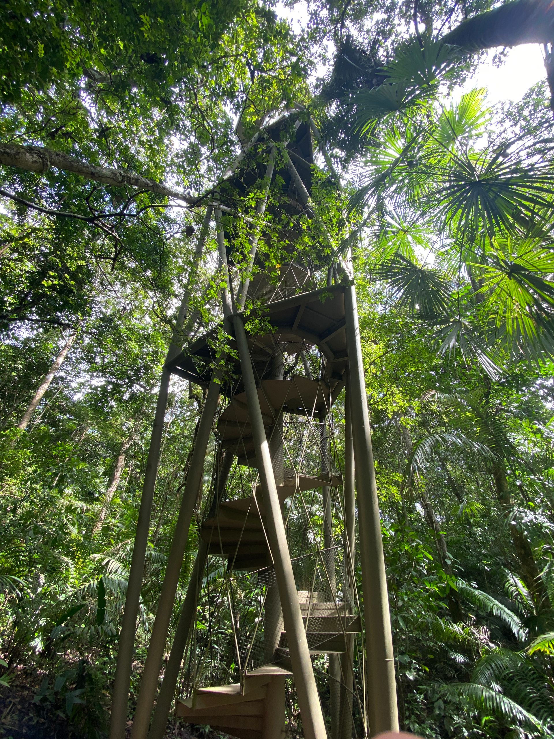 Rainforest Canopy Tower Ecotour