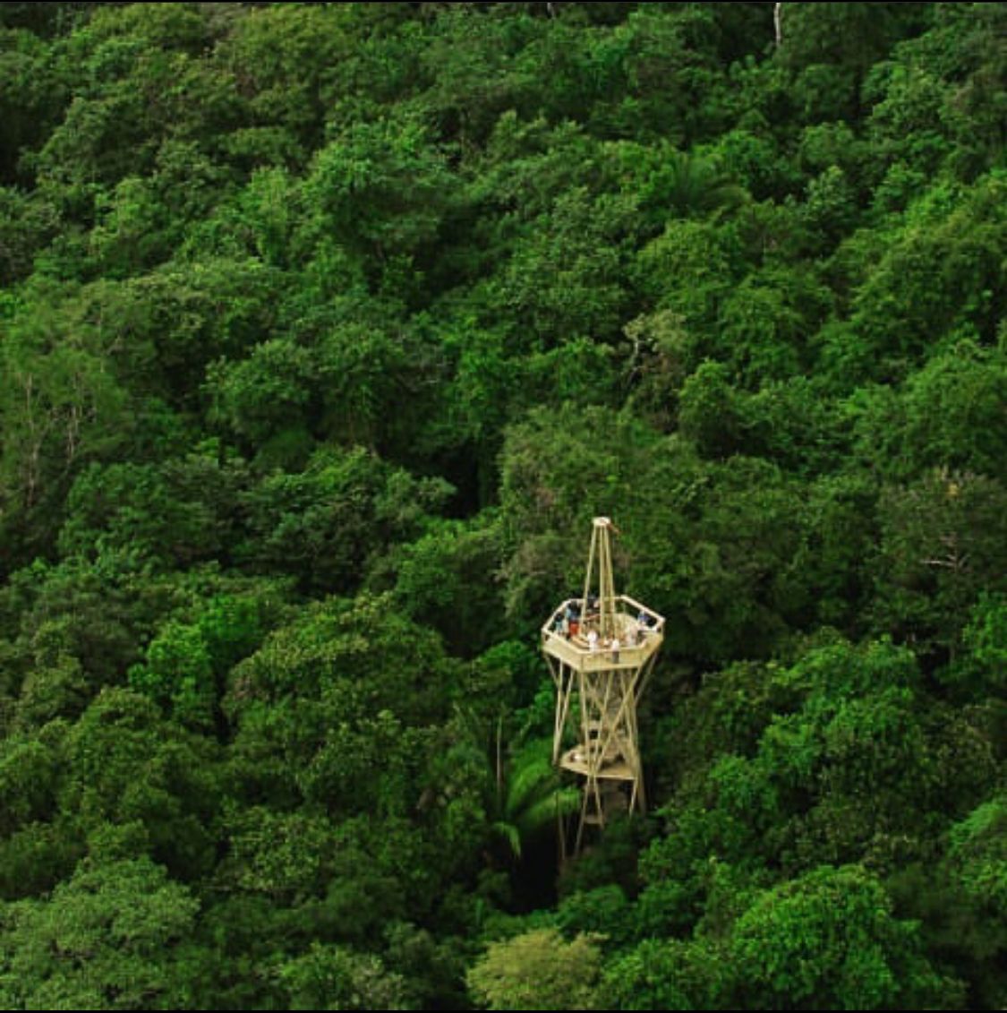 Rainforest Canopy Tower Ecotour