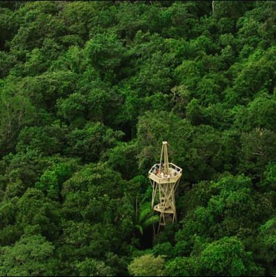 Rainforest Canopy Tower Ecotour