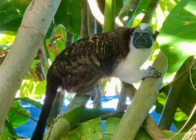 Monkey Island Tour