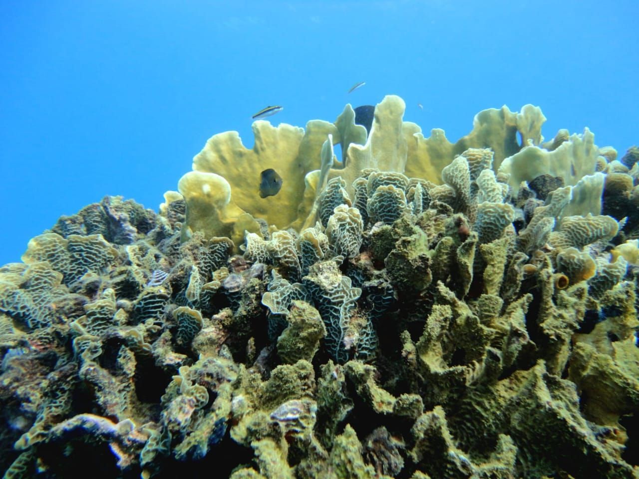 Caribbean Snorkeling Excursion