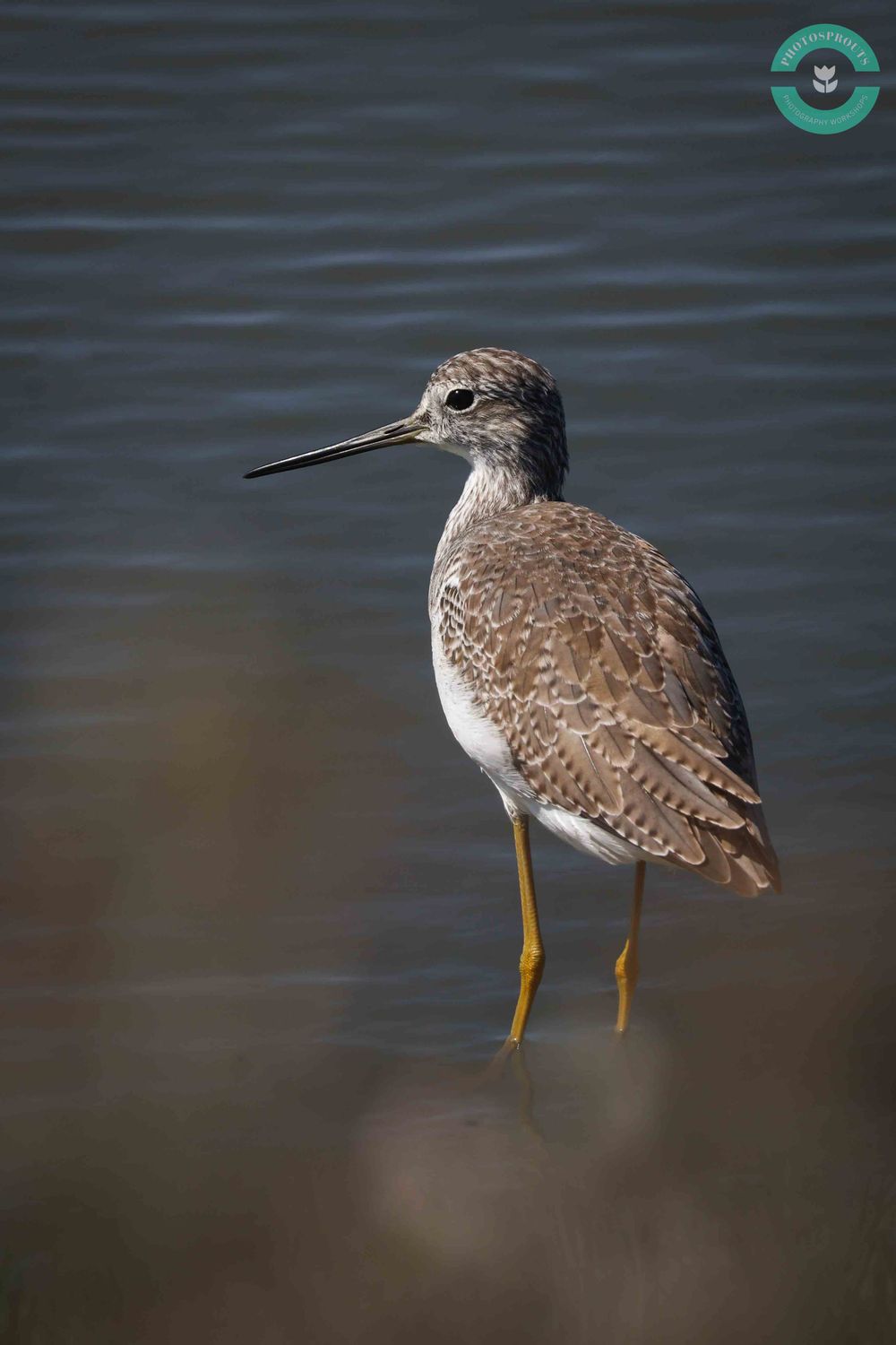 Teenager Bird Photography