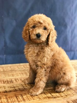 Mini Goldendoodles