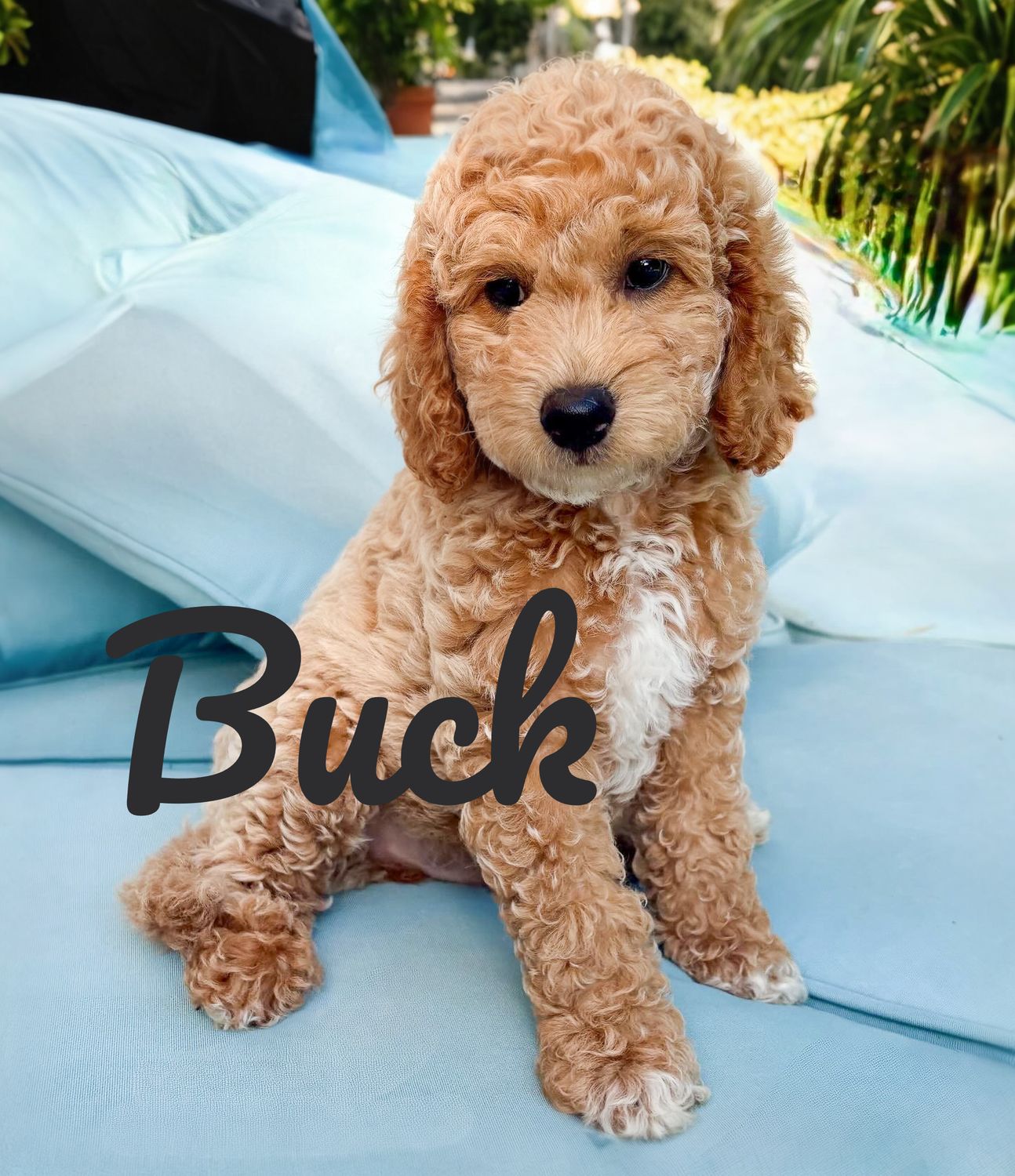 ​Available F1B Mini Goldendoodle Puppies