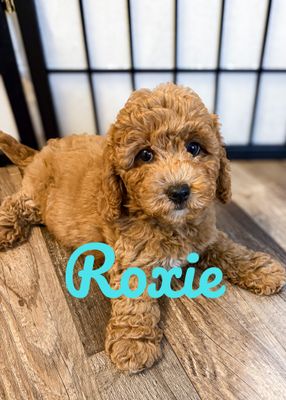 Available F1B Petite and Micro Mini Goldendoodle Puppies