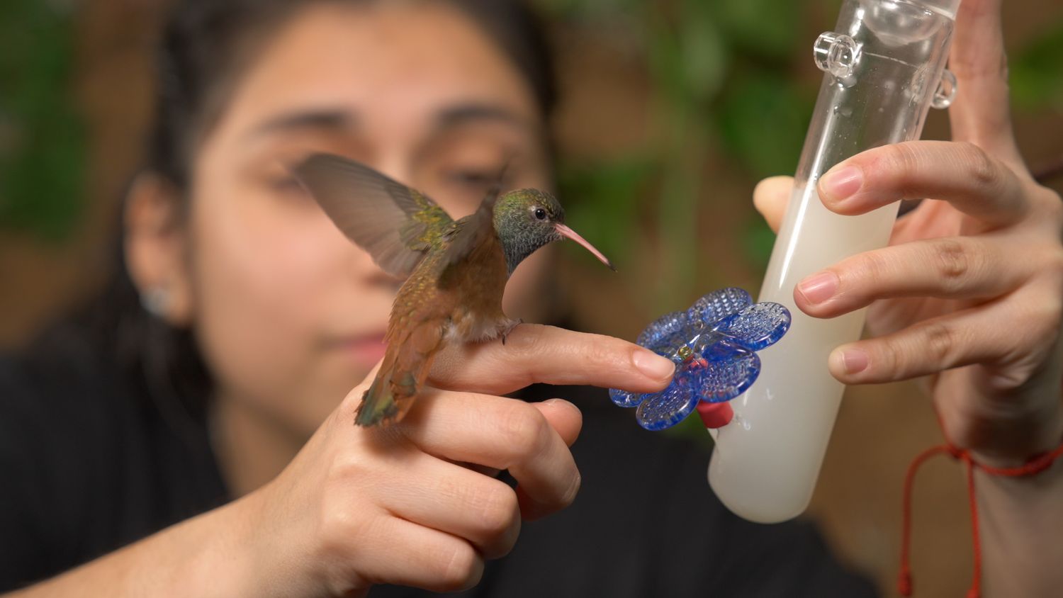 Reserve Hummers Kiara™ for 1$