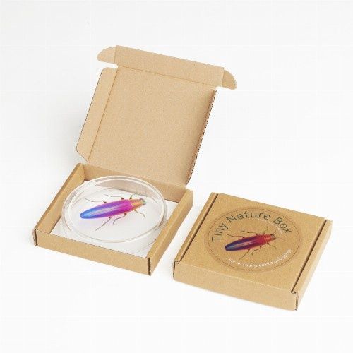 Carmela Bogman | Schaaltje van glas met afbeelding, Afbeelding: Kever