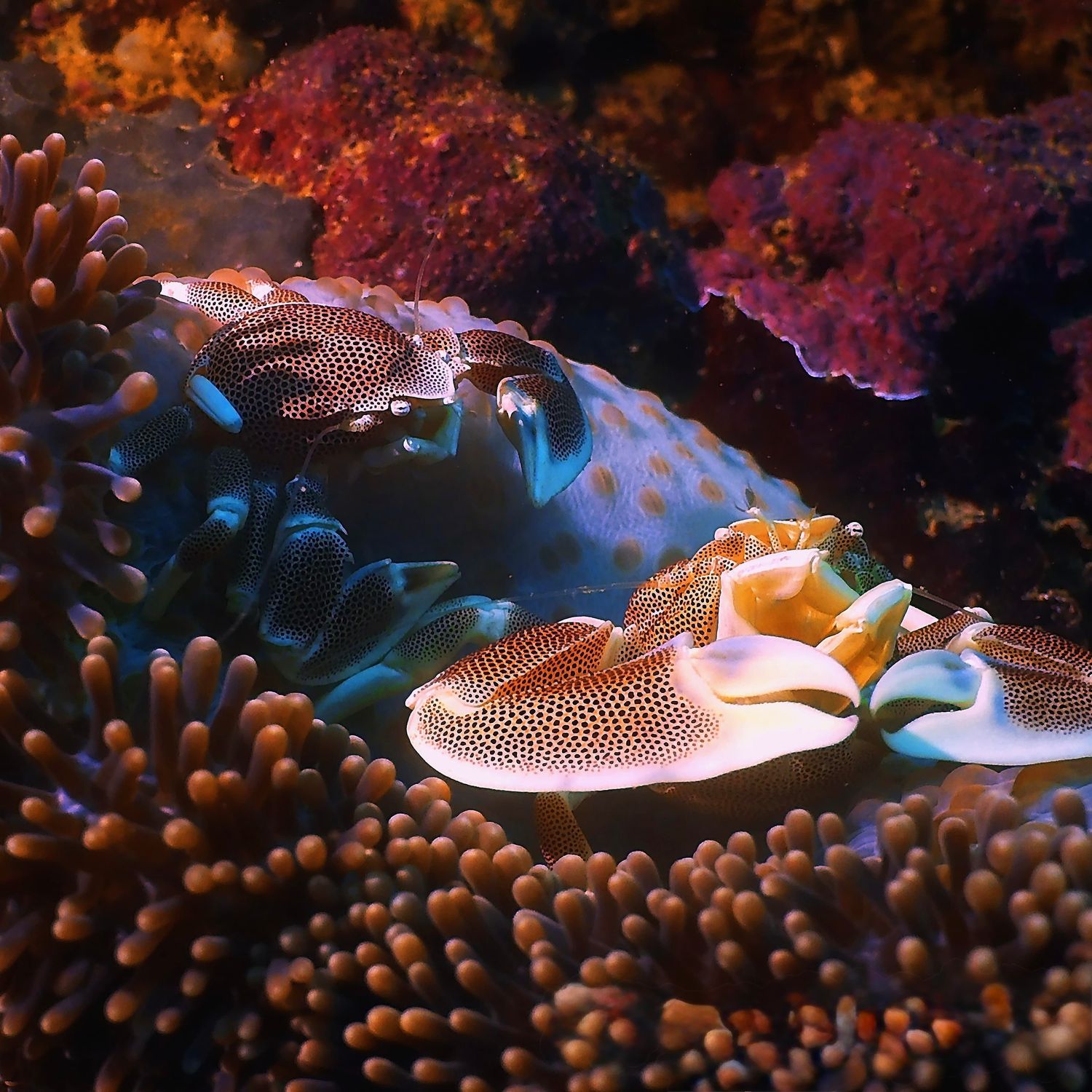 Leopard Anemone Crab