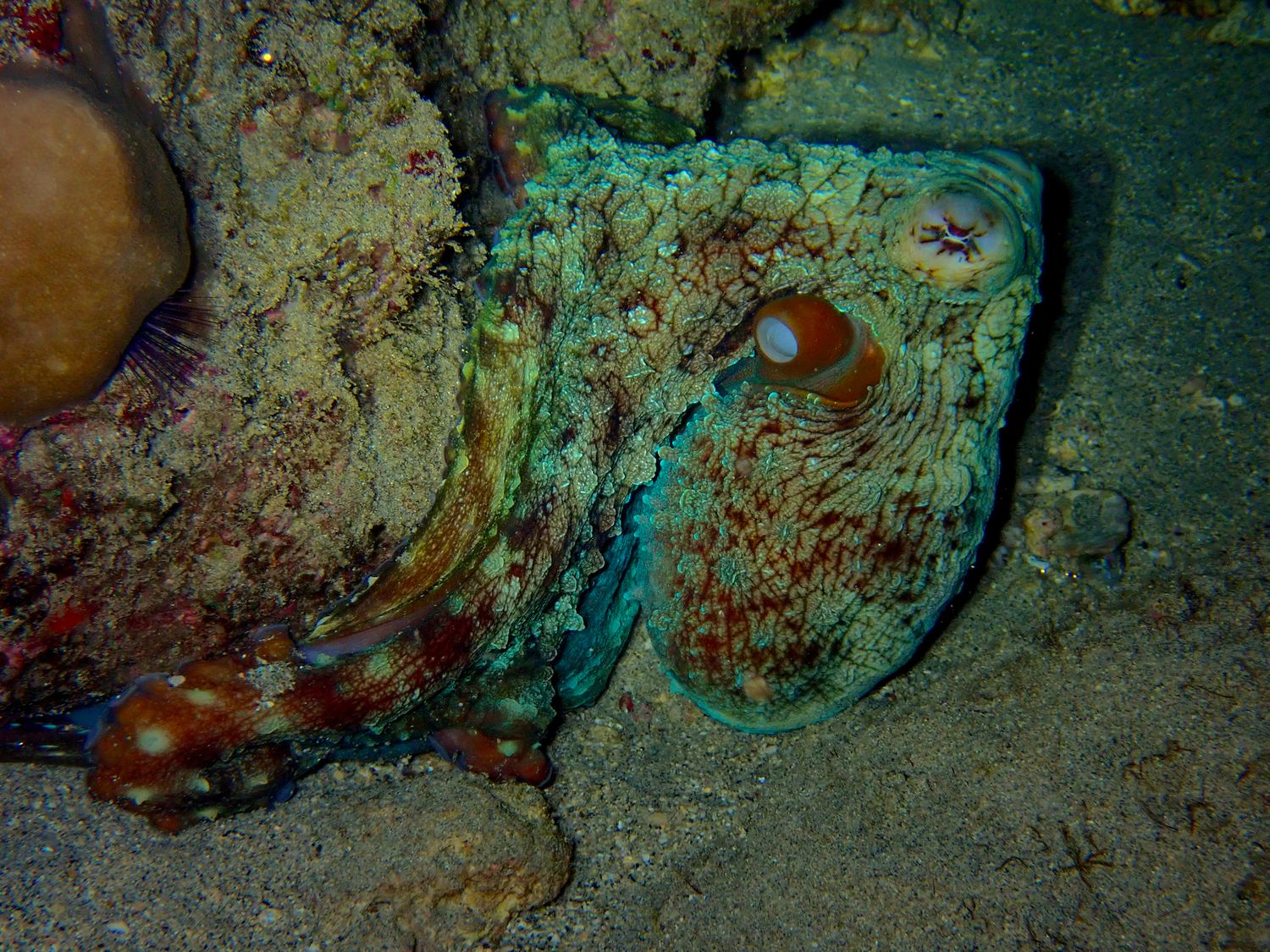 Big Blue Octopus