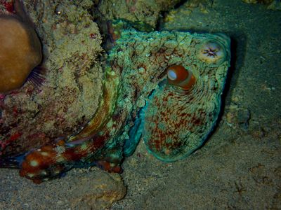 Big Blue Octopus