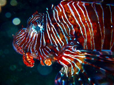 Devil Filefish