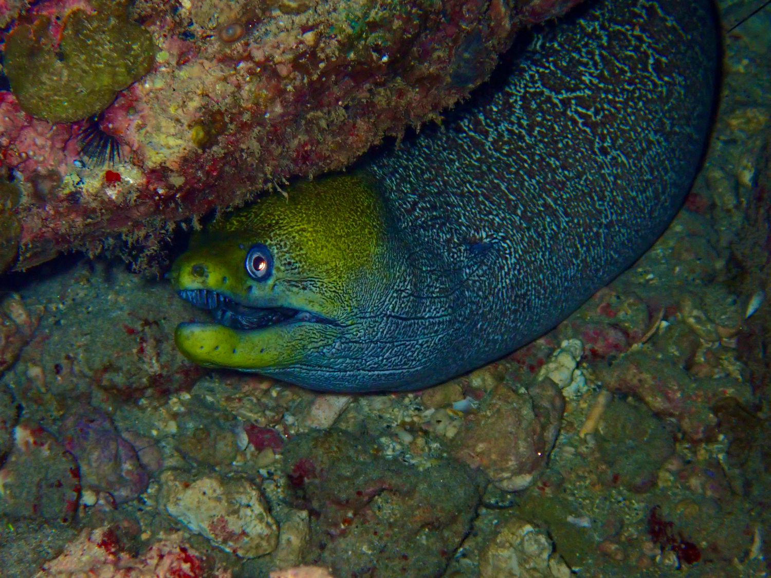 Yellow Edged Moray Eel