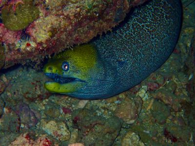 Yellow Edged Moray Eel