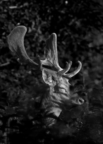 Daniel b&amp;w 50x70