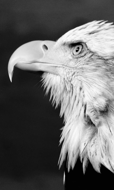 Weisskopfseeadler Weisskopfseeadler