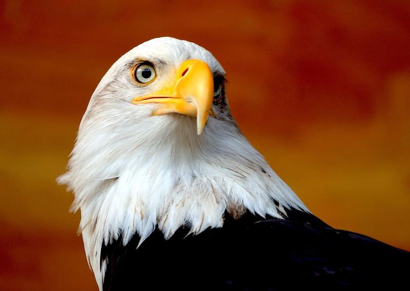 Weisskopfseeadler Weisskopfseeadler