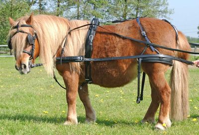 Driving Harness