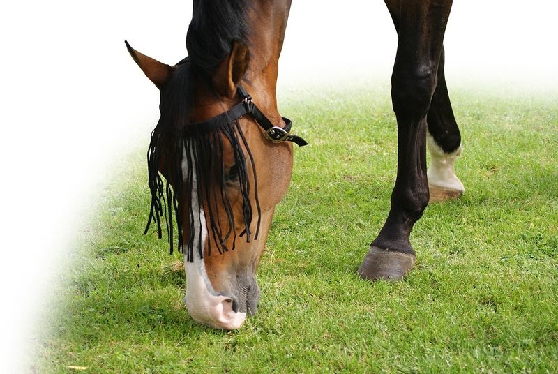 QHP Flying Browband Extra Navy