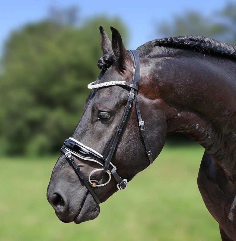 HB Bridle Showtime Glamourdale