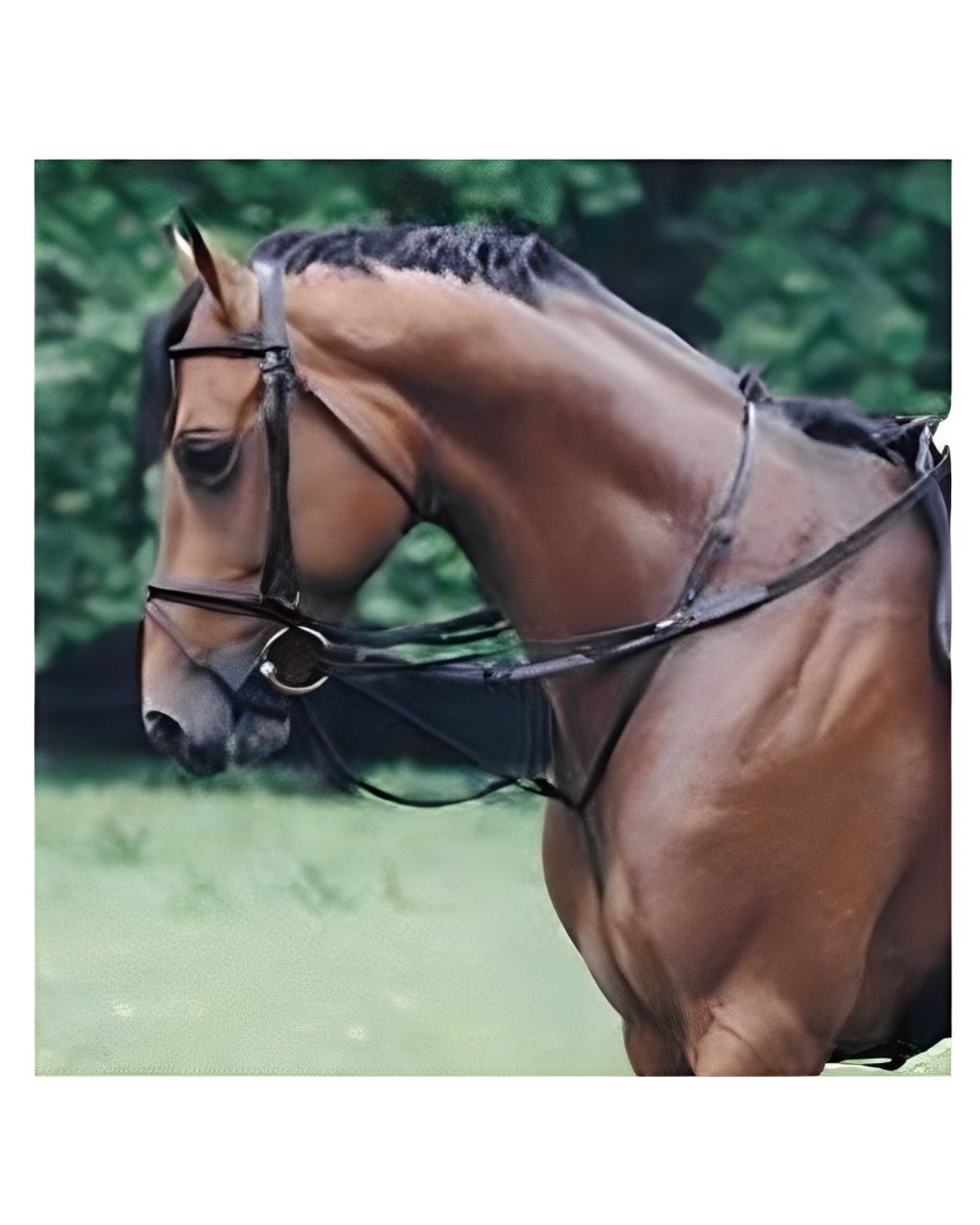 HB Thiedemann Bridle Complete black